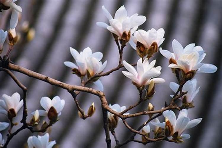 哪些可以作肥料