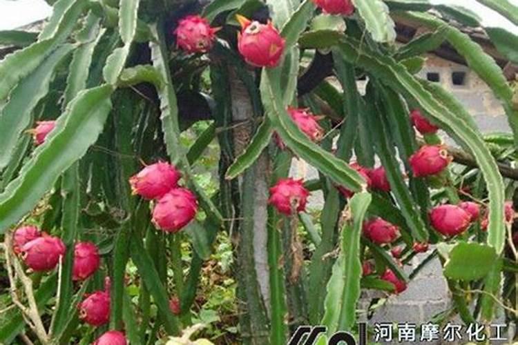 水溶性肥料成分表