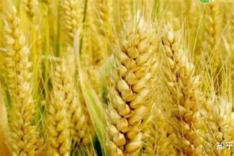 用什么化肥养鱼