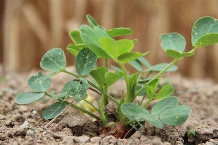 合理的施肥有利于花生生长,花生种植该怎么施肥？