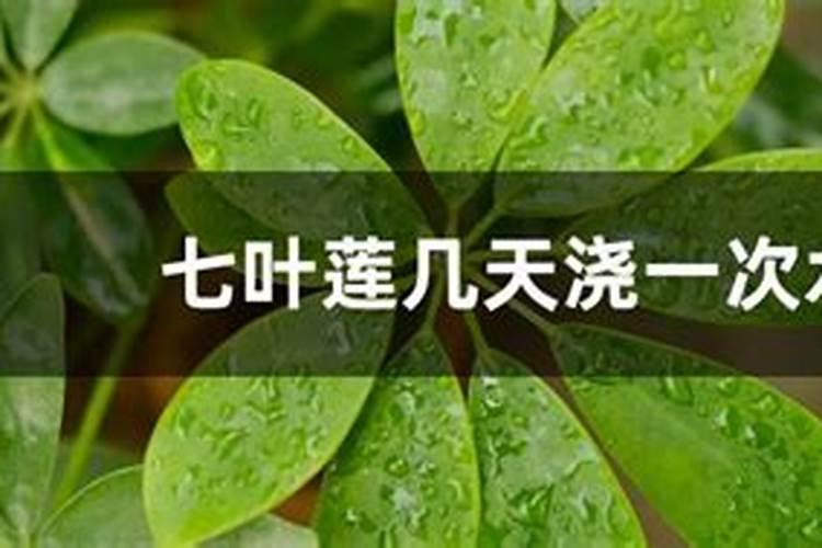 怎样才能让莲雾开花结果