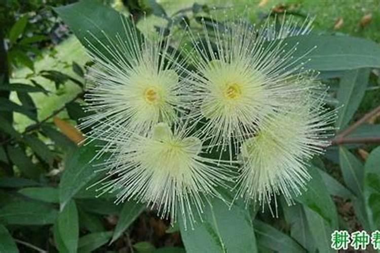 莲雾树木修剪到什么程度才控梢最好？