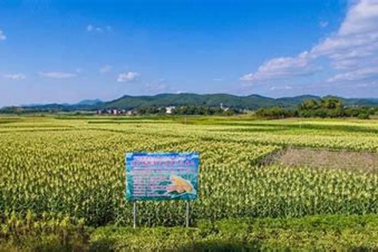 100亩地一万块钱种子化肥够吗