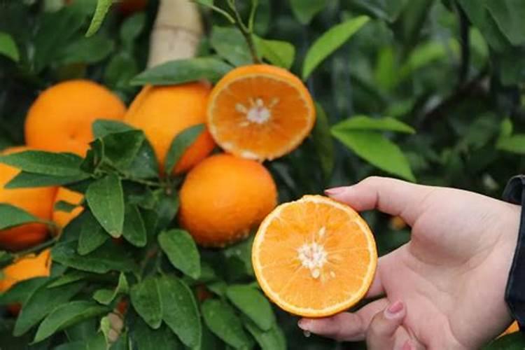 种玉米施肥用什么肥料好？