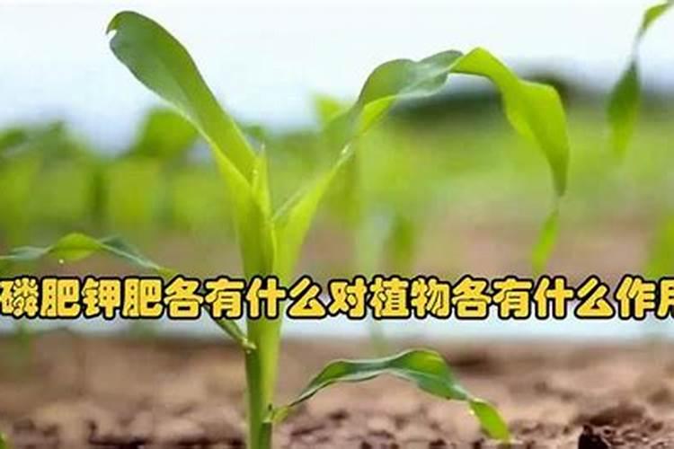 植物缺肥症状及对应的花肥沤制方法:薄肥淡施