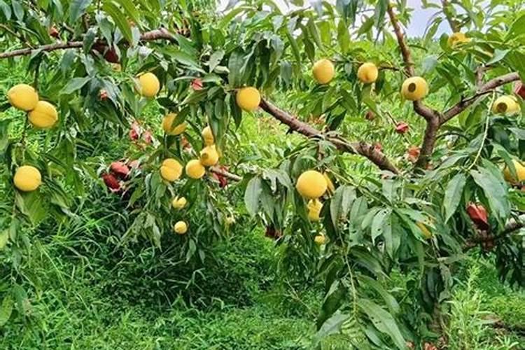 黄瓜施肥的方法!黄瓜冲施什么肥料好？