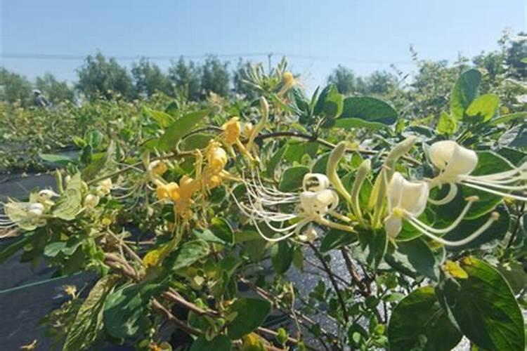 金银花施肥技术？
