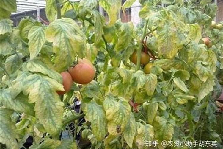 沤肥多久没有臭味