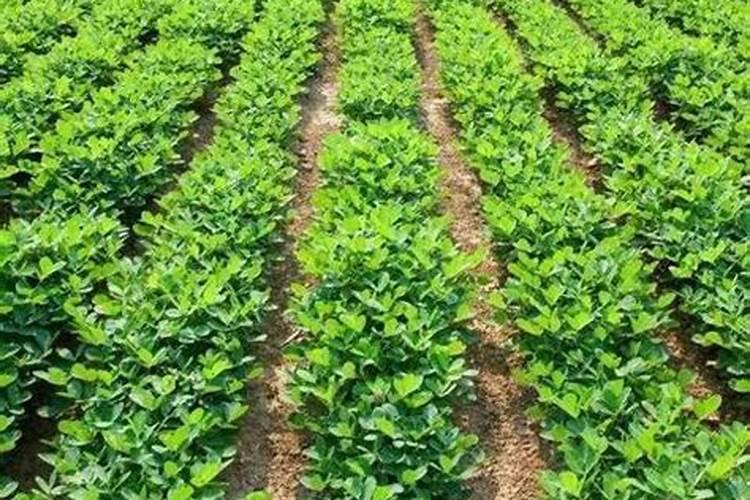 硫酸钾复合肥十大名牌