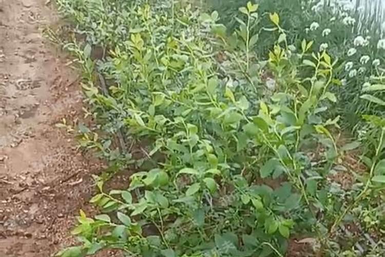 沃柑全年打药施肥方案及流程