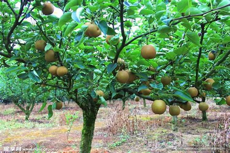 秋季梨树应该下什么肥？