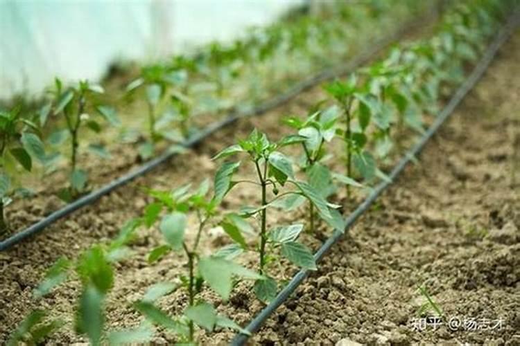 大棚种植蔬菜,很容易出现肥害,都有哪些肥害呢？