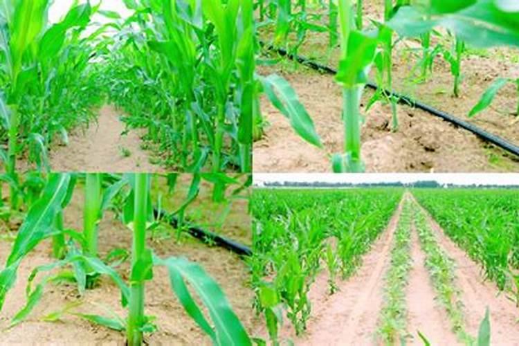 钙肥和哪些农药不能混用