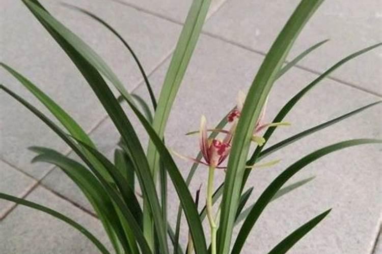 兰花开花时能施肥吗 开花的兰花能不能施肥