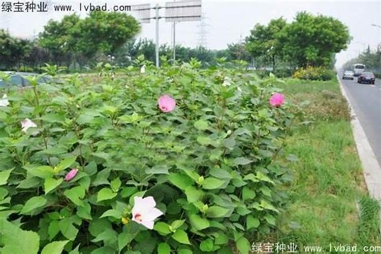 秋葵用什么肥料最好