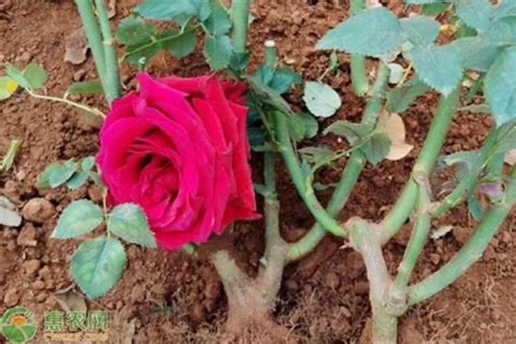 稻田养鱼要施什么复合肥？