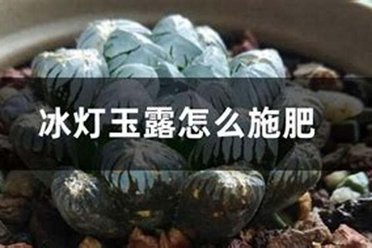 玉露春天怎么养