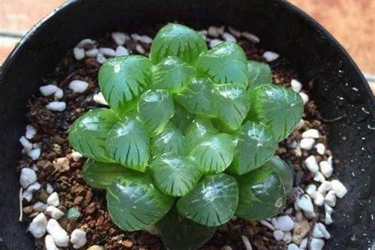 想要给玉露盆栽施肥,具体该怎么操作呢？