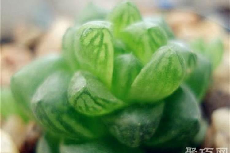 养花怎么补磷肥、磷肥可以养花吗