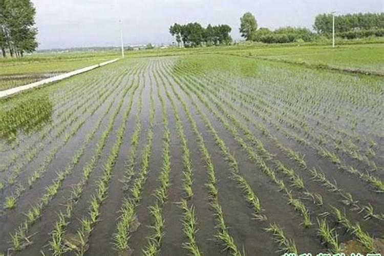 雨前施肥好还是雨后施肥好