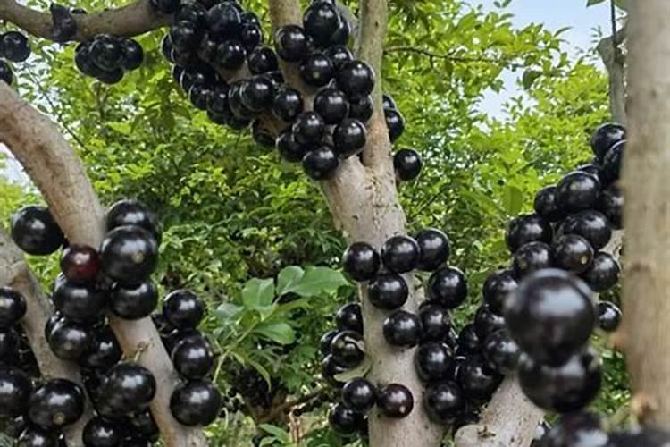 植物怎么利用土壤中的氮素营养