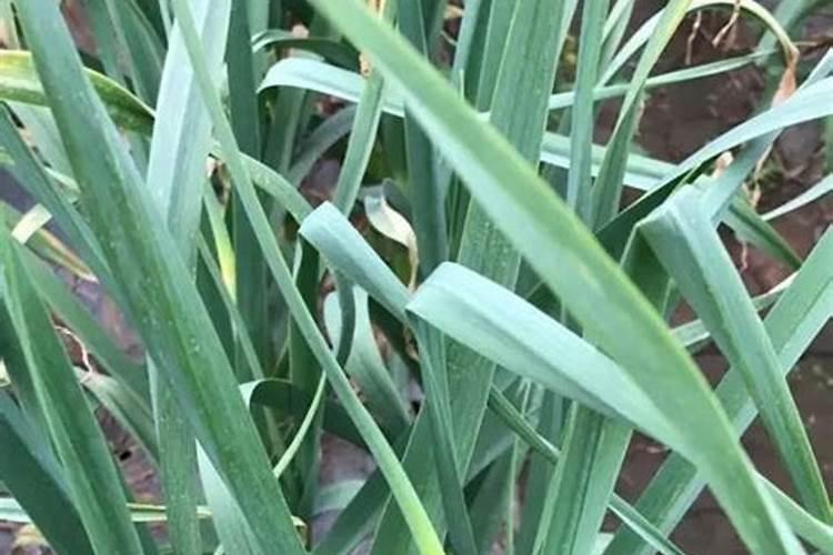 植物怎么利用土壤中的氮素营养