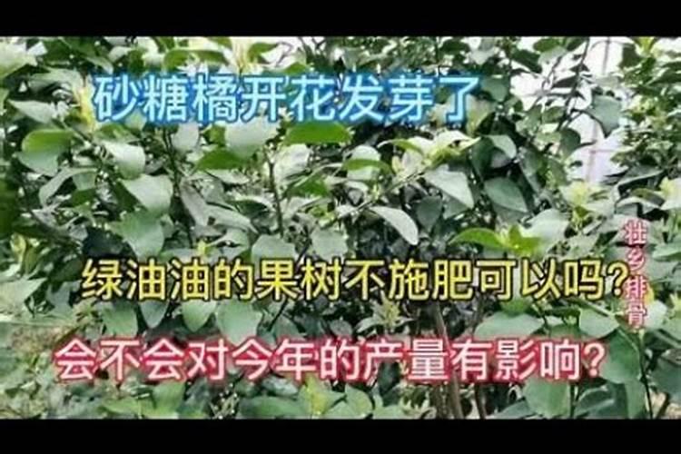 砂糖橘树施肥时期怎样施肥