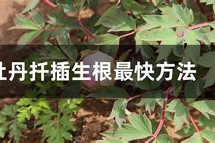 桂花树用什么肥好