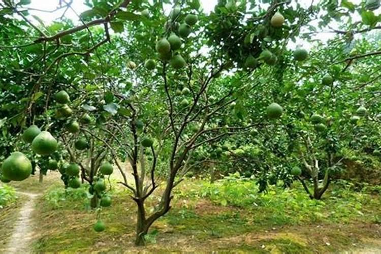 柚子树施肥方法和注意事项 教你柚子树施肥方法和注意事项