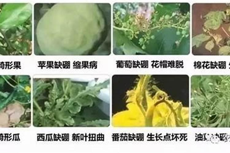 玉米几叶能用芸苔素,芸苔素多久喷一次