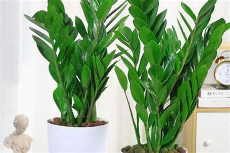 请问柑桔叶片缺锌怎么办？