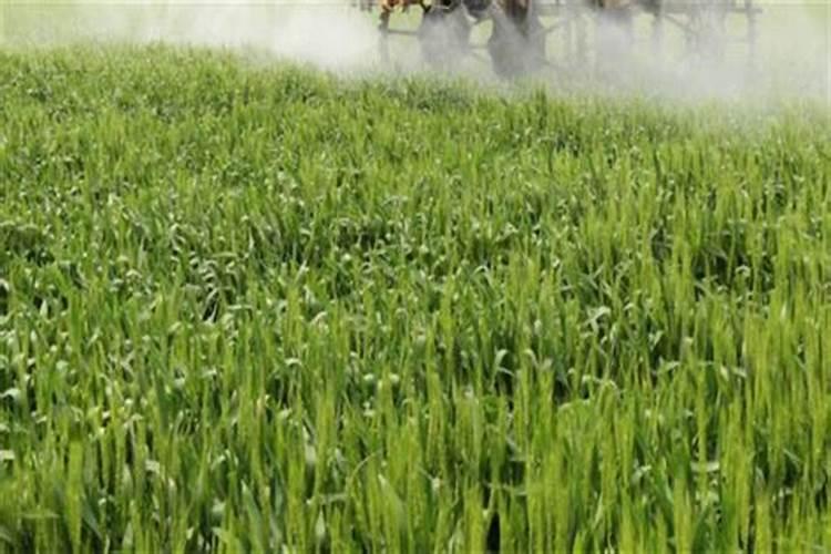 国内比较好水溶肥厂家有哪些