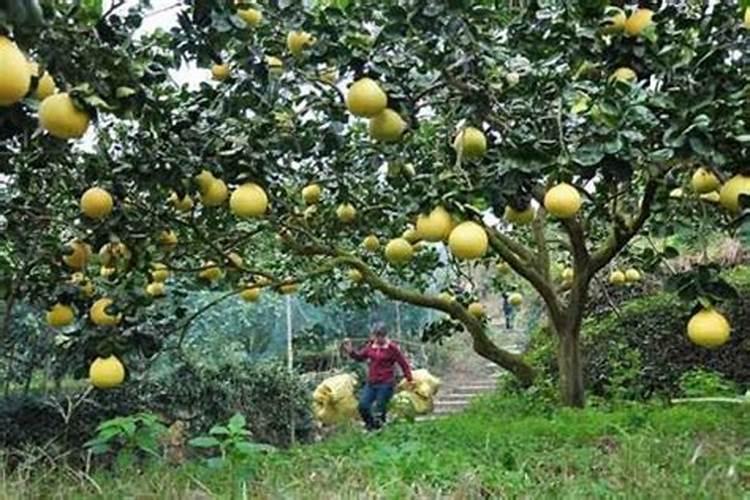 柚子树施肥方法和注意事项 教你柚子树施肥方法和注意事项