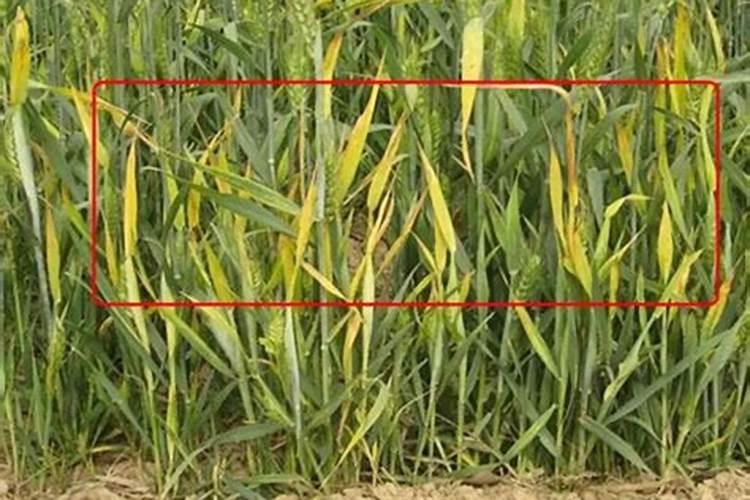 小麦黄叶去地里转转,你家小麦缺肥缺素了吗