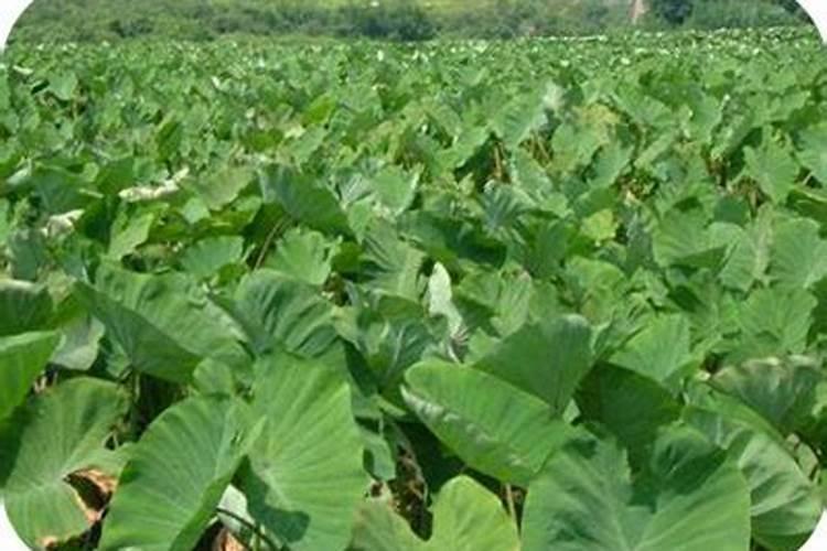 氮、磷、钾对茶树生长发育的作用