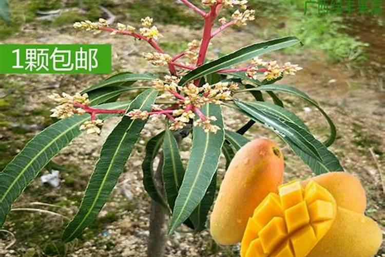 芒果膨大的方法是什么？需要给芒果打叶面肥吗？