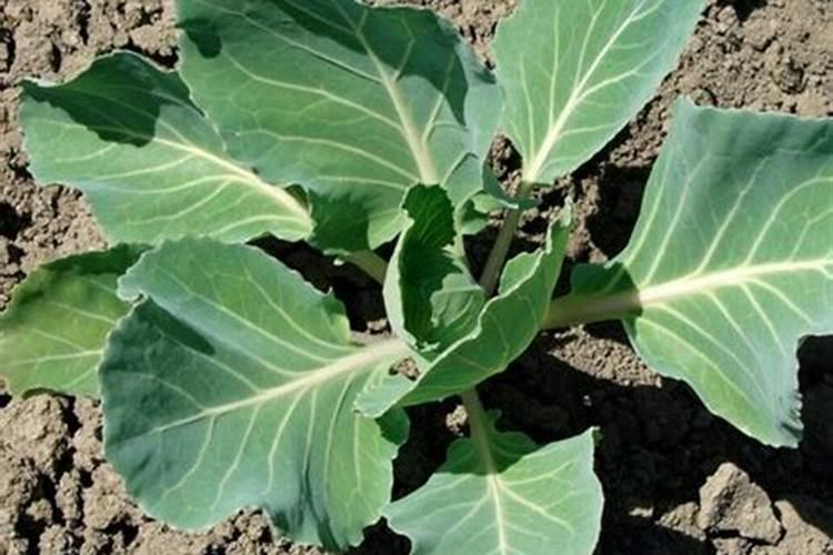 种青菜如何正确施肥