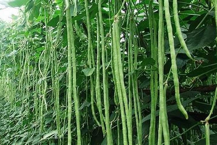 海藻精自制发酵方法