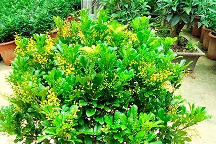 谷子地阔叶草用什么除草剂 什么时候用效果好