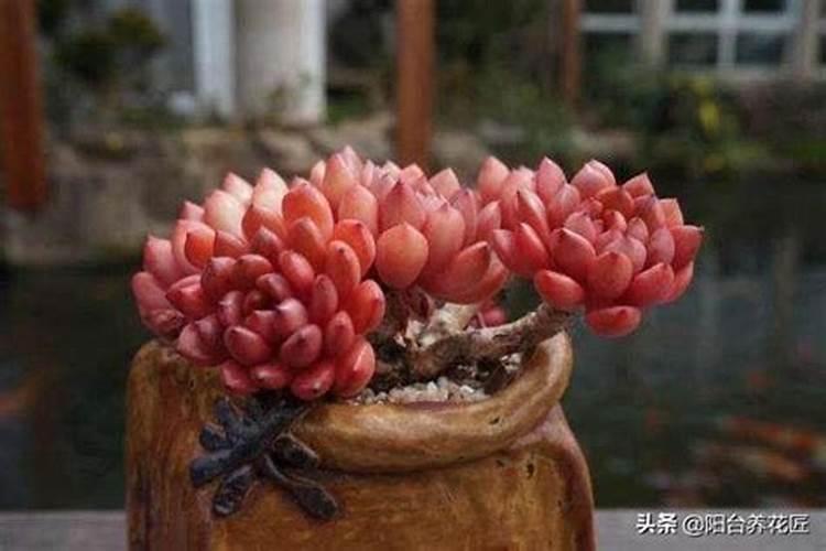 葡萄树缺磷有哪些症状与防治措施？