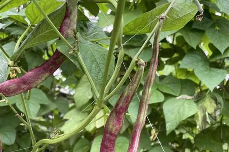 蟹爪兰可以往叶子上喷水吗