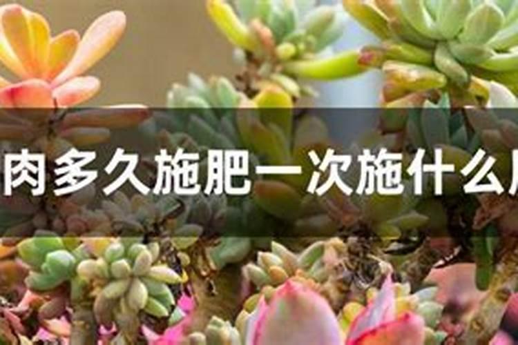 多肉种多久可以浇肥料多肉什么时候需要施肥？