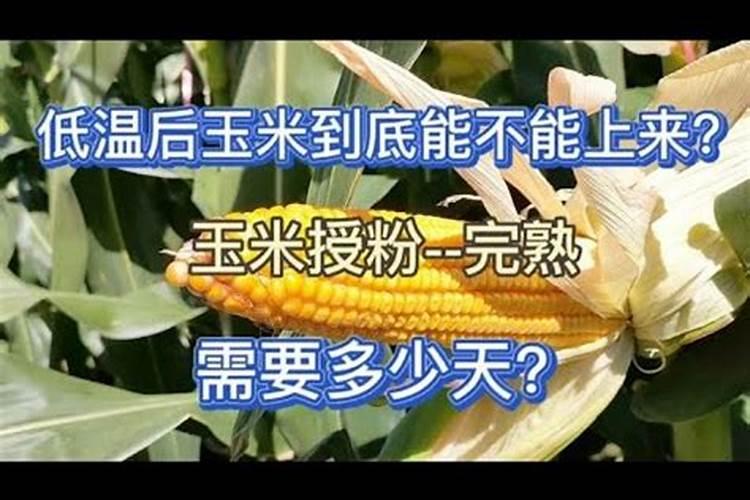 玉米授粉后打叶面肥还有用吗？