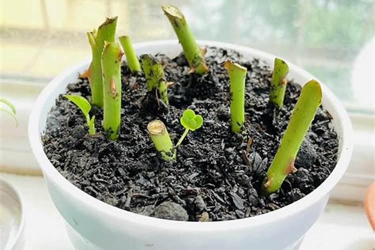 什么是铵态氮肥