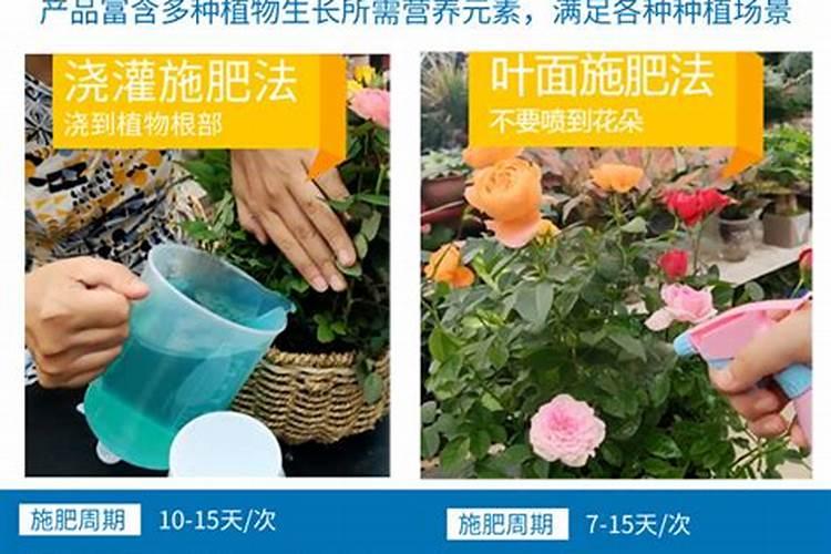 盆里扔个鸡蛋,叶绿得能滴油,花开100朵!