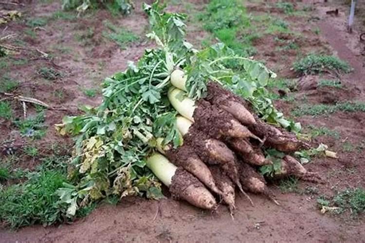 种萝卜用什么肥料最好