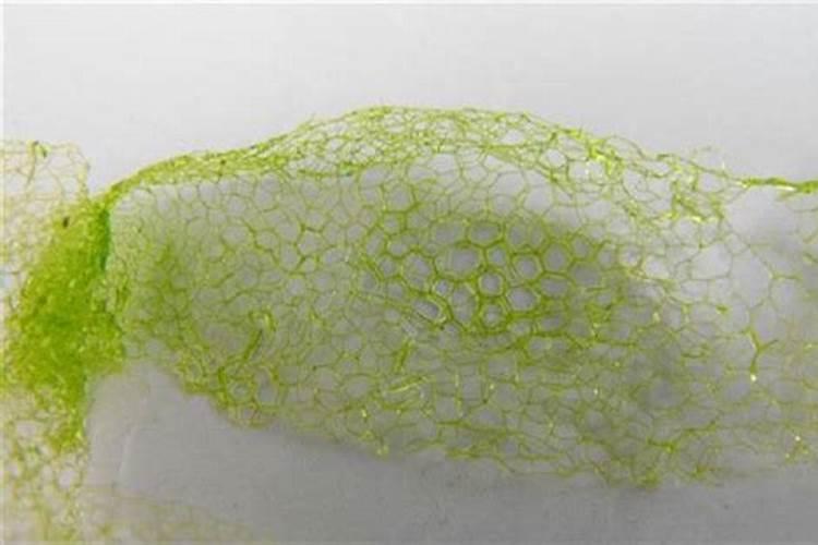 盆栽韭菜的种植方法需要施什么肥