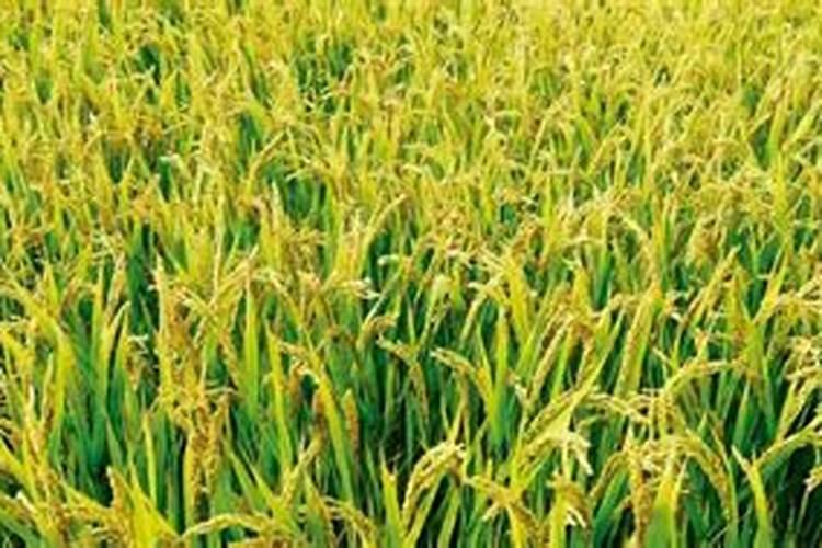 水稻肥料最佳配比