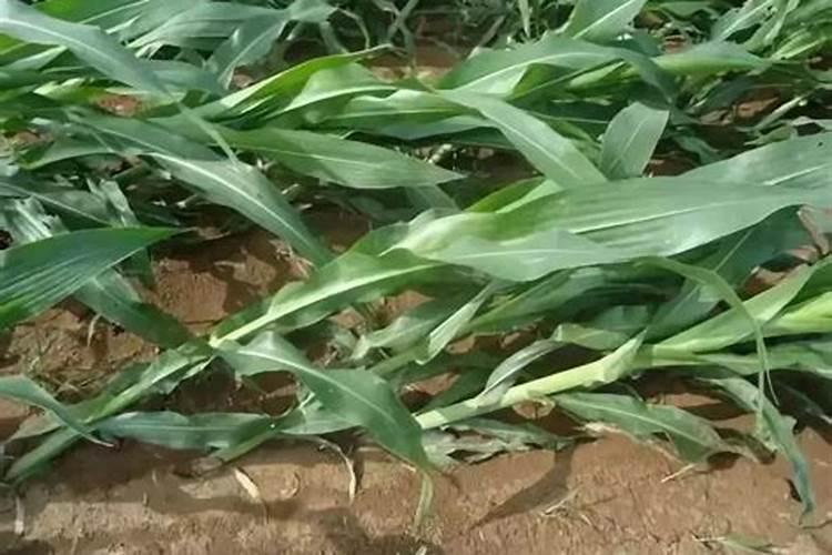 玉米打过缩节,几天可以追肥？