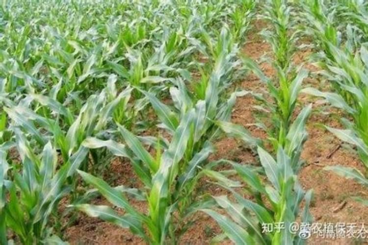 玉米肥料怎样施效果好